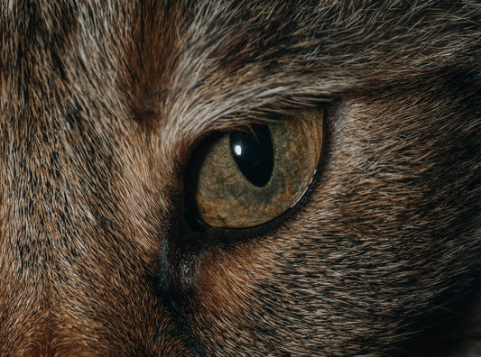 Cougar Poster: A Guide to Choosing the Perfect Artwork for Your Space