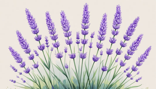 Lavender Flower Wall Art: Elegant Botanical Prints for Calm, Timeless Décor