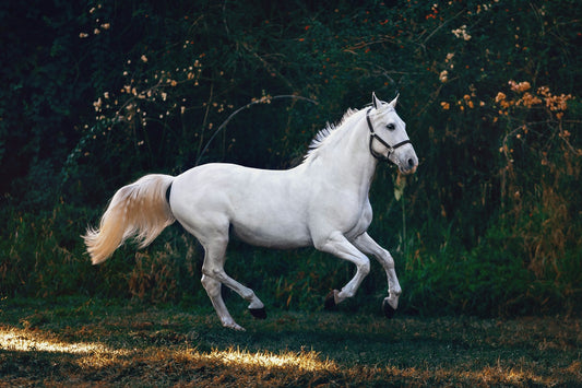 Running Horse Wall Art: Elevate Your Space with Equine Elegance